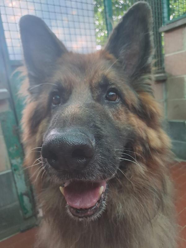 Maxx, bellissimo Pastore Tedesco adulto (a Milano) Foto 5